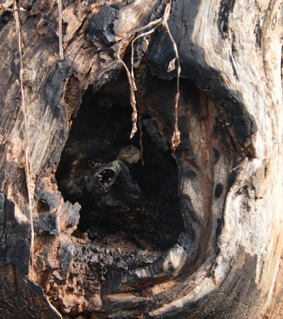 insect nest in a tree