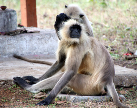 Monkey sitting and watching a tree eating coconutの写真素材