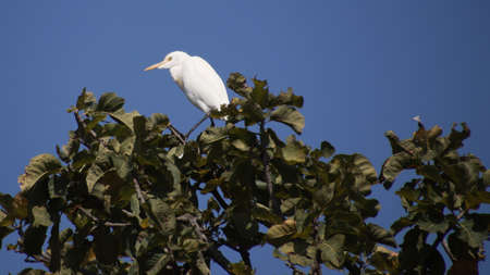 Heron bird sitting on the top branch of a tree and lookingの写真素材