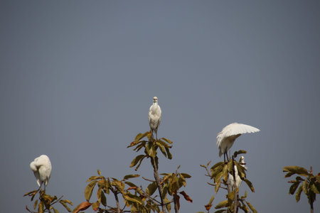 Heron bird sitting on the top branch of a tree and looking