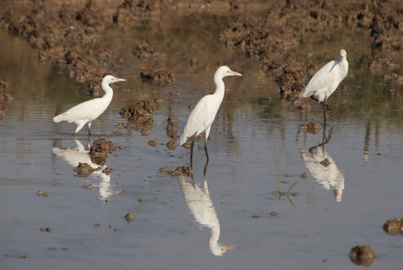 Heron bird walking in river water and watching