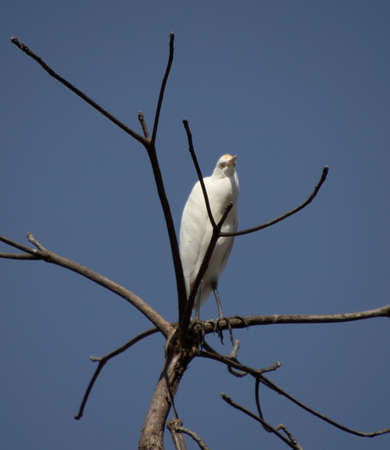 a heron bird sitting on a tree branch and looking to the sideの写真素材