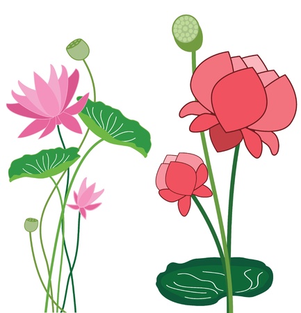 Lotus flowerのイラスト素材
