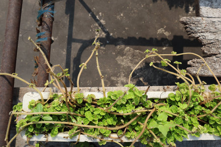 Green plants growing in a pot on a terrace in the garden