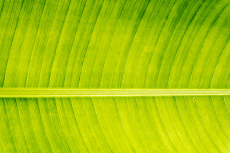 Banana leaf backgroundの写真素材