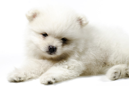 White Puppyの写真素材