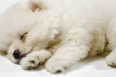 White Puppyの写真素材