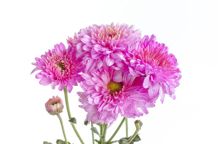 Pink blossom floraの写真素材