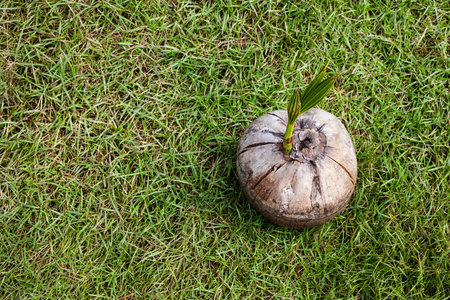 Young coconut sprout