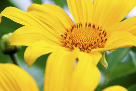Yellow Flowerの写真素材
