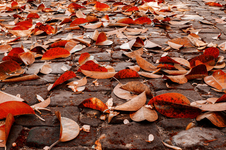 Autumn leafの写真素材