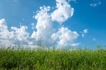 Green field and blue skyの写真素材