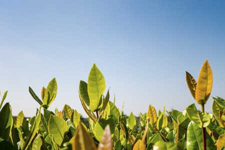 Young Green Sapling on Blue Skyの写真素材