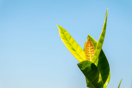 Young Green Sapling on Blue Sky