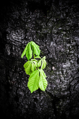 Young green plantの写真素材