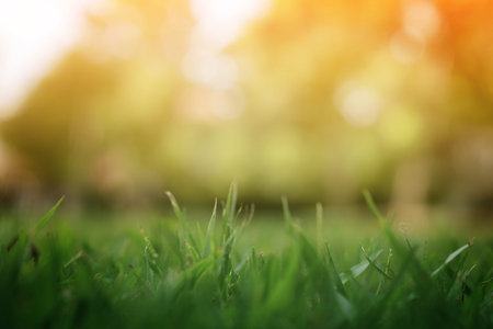 Natural Blur Background