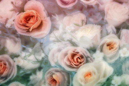 roses, sweet soft color backgroundの写真素材