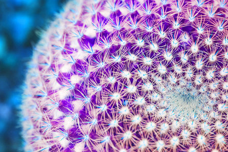 close up of cactus, shallow deep of fieldの写真素材