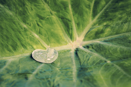 Close up of water drops on leafの写真素材