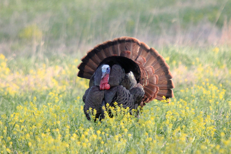 Tom Turkeyの写真素材