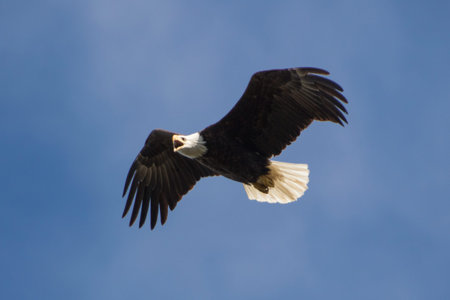 an eagle chirps