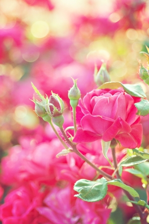 Beautiful Rose in Garden at Sunsetの写真素材