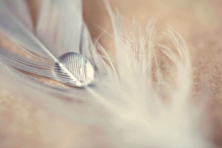 Feather with Water Dropの写真素材
