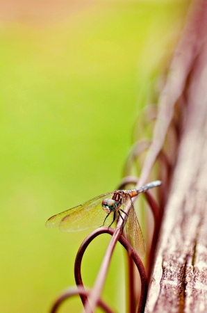 Dragonfly Sitting on Rustic Fenceの写真素材