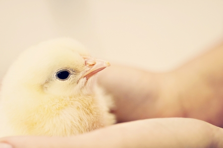 Baby Chick in Handsの写真素材