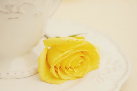 Yellow Rose and cup on Plateの写真素材