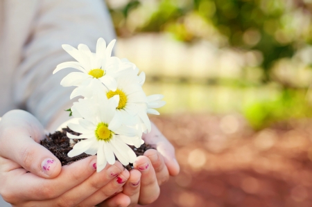 Flowers and dirt in hands の写真素材