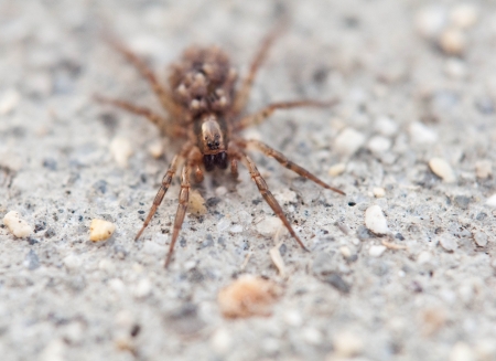 Close up of spider on groundの写真素材