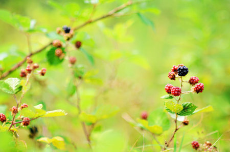 Blackberries growing on bush