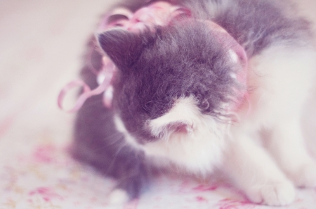 Female kitten cleaning itself on pink backgroundの写真素材
