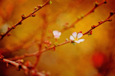 Small flower with buds on branchの写真素材