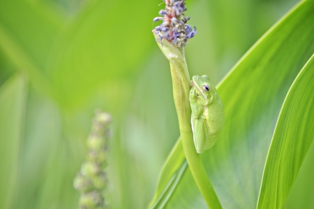Resting frogの写真素材
