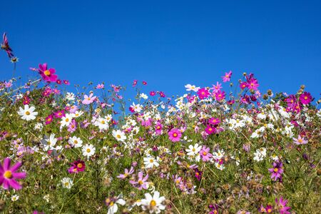 Flower fields and the sky behindの写真素材