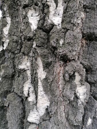 Birch bark texture up close black and white colorsの写真素材