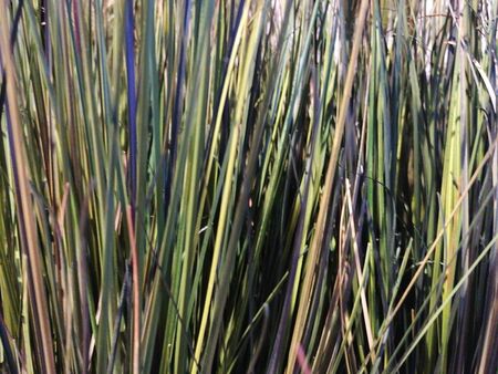 Close up of green grass and plantsの写真素材