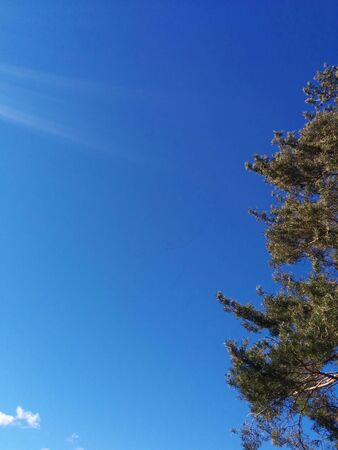 A view of the blue sky with pine tree in frontの写真素材