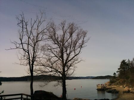 Dusk view of the ocean with big trees and the beach in frontの写真素材