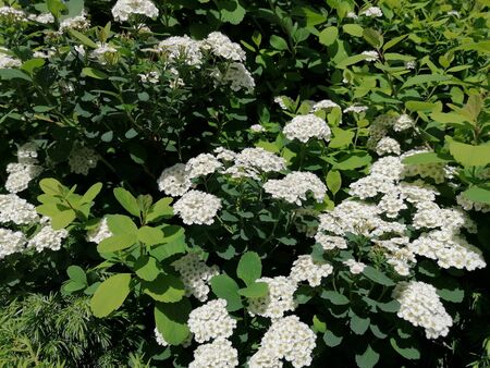 Pretty white flowers on green bushes up close in the sunの写真素材