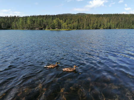 lake in the forest with ducks swimmingの写真素材