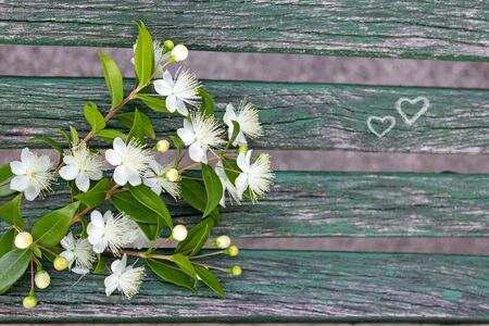 Spring bouquet with blooming white flowers on a bench with hearts drawn in chalk. The concept of youth and love. Spring moodの写真素材
