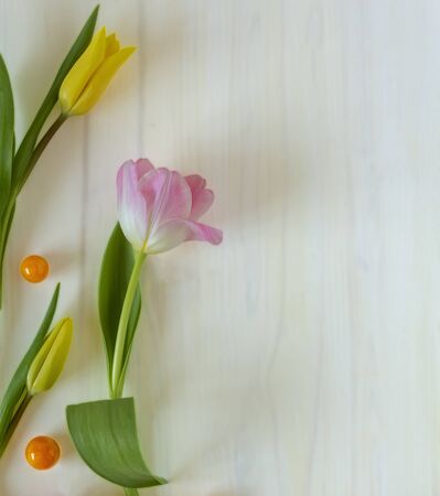 Yellow and light pink three tulip flower with physalis on blurred white woodenの写真素材