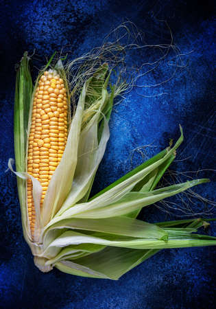 A whole cob of young yellow corn with beautifully spread leaves on a dark blue textured background. The beauty of natural, seasonal vegetables and fruits. Food photos, top view, vertical orientationの写真素材