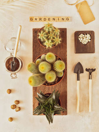 Flat lay of home plants growing. Eco friendly composition with various cactus, succulent plant and garden tools. Home decor and gardening concept. Hobbies growing home plants and gardening apartmentsの写真素材