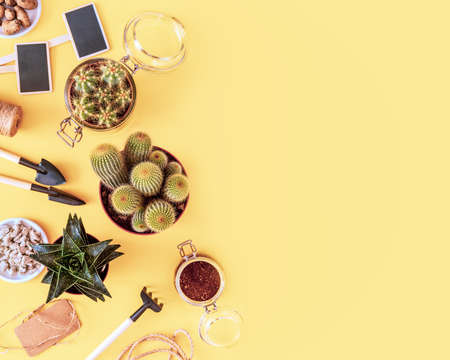 Flat lay of home plants growing. Eco friendly composition with cactuses, succulent plant and garden tools. Home decor and gardening concept. Hobbies growing home plants and gardening apartmentsの写真素材
