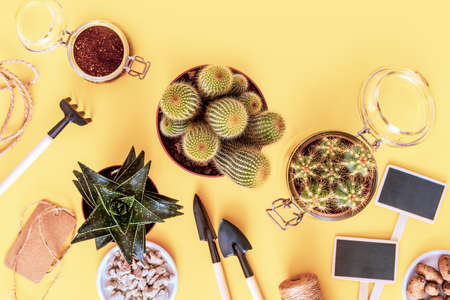 Flat lay of home plants growing. Eco friendly composition with cactuses, succulent plant and garden tools. Home gardening concept. Hobbies growing home plants and gardening apartmentsの写真素材