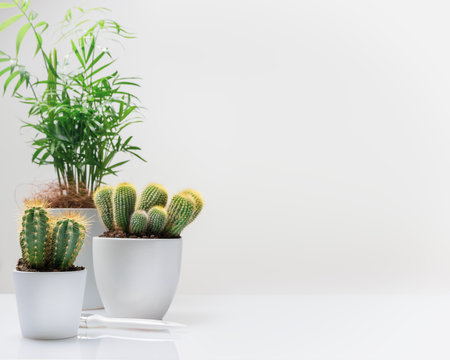 Horizontal house gardening composition with house plant, cactus, succulent on a white background with copy space. Home decor and gardening concept. Hobbies growing home plants and gardening apartmentsの写真素材